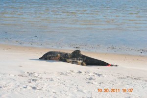 dead-dolphin-050712