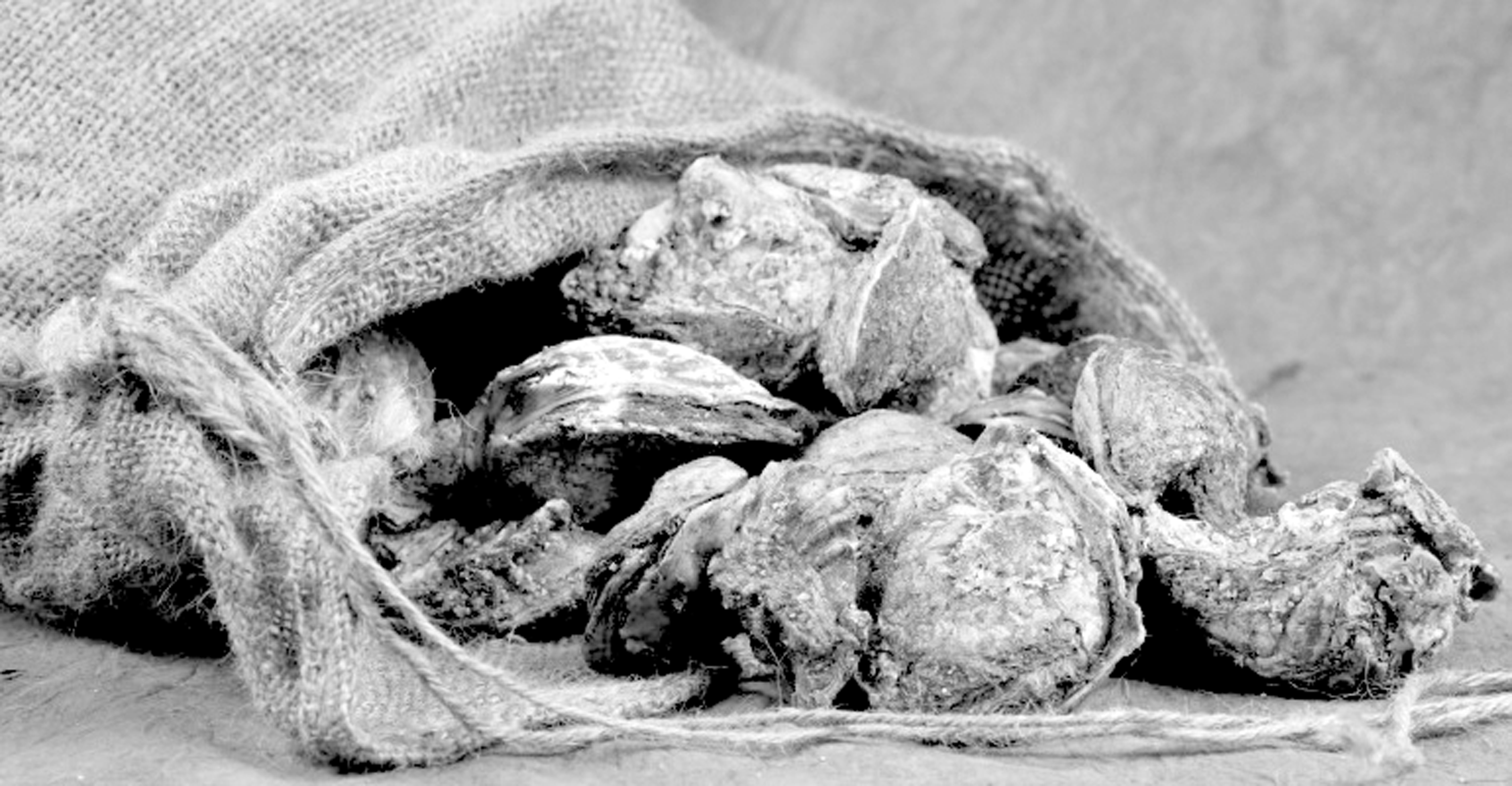 sackofoysters112017 New Orleans' Multicultural News Source The